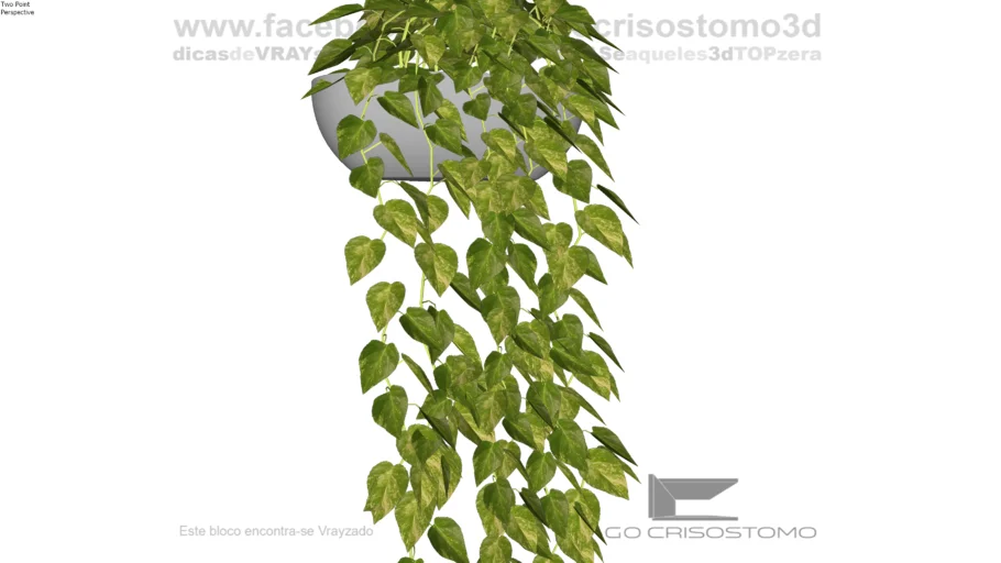 Epipremnum pinnatum - Jiboia Era do diabo
