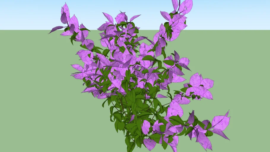 planta de trinitaria
