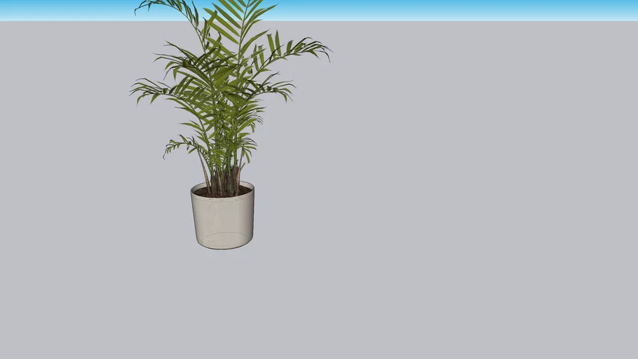 Areca -Planta alta - Palmeira em vaso