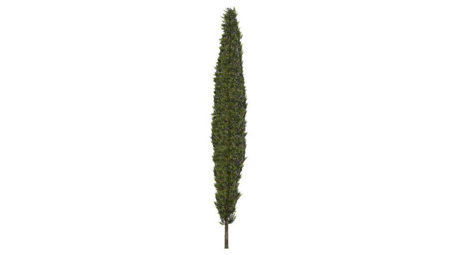 pino