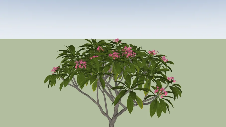 Plumeria rubra