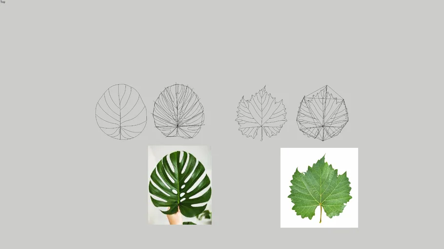 Tree leaf