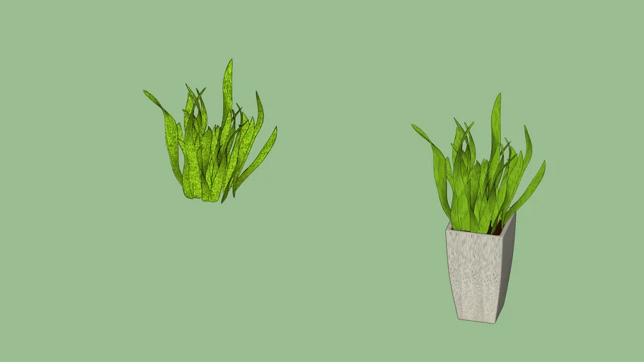 Sanseviera, Rabo de tigre, Lengua de suegra, Sansevieras, Lengua de tigre, Espada de San Jorge (Sansevieria trifasciata)