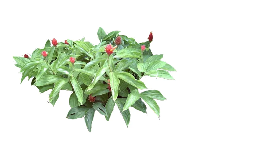 Costus Curvibracteatus