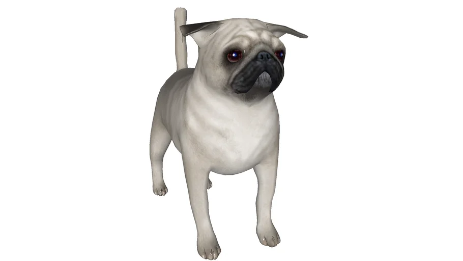 DOG, PERRO, CANICO