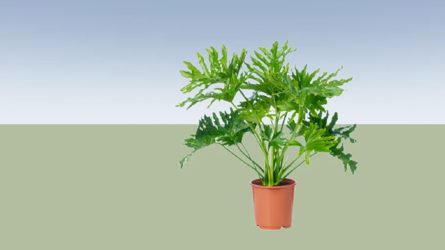 Philodendron