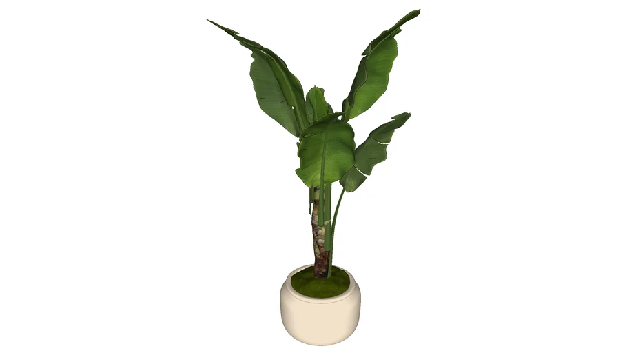 Vaso com bananeira enscape