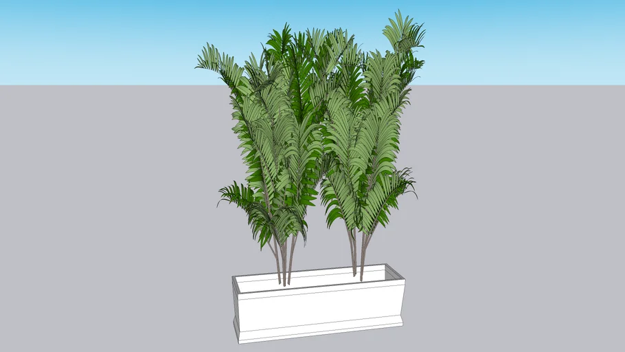 Palmeira Areca Bambu na Jardineira