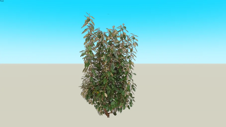 Elaeagnus pungens יצהרון מנוקד