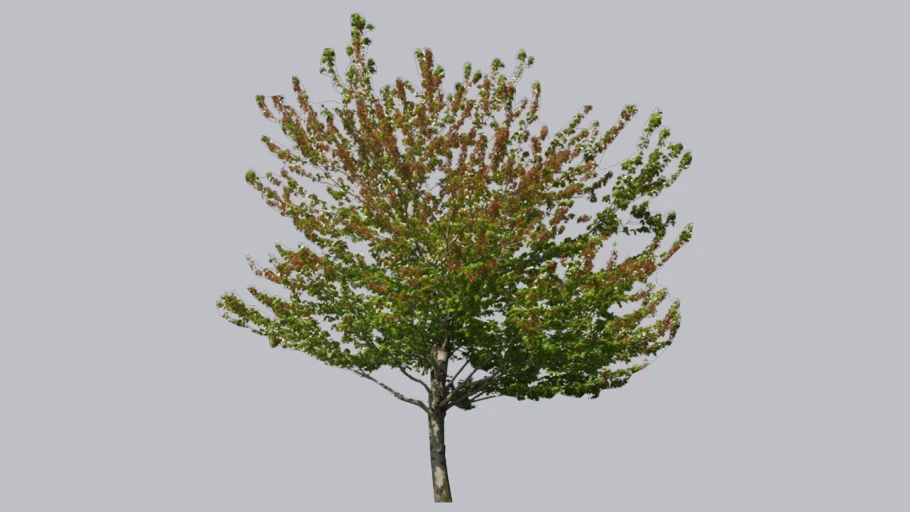 arboles
