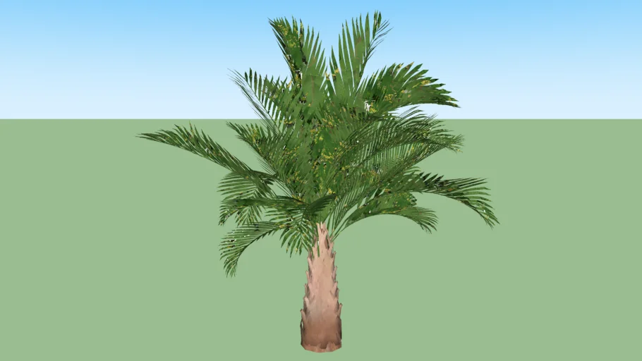 Palmeira