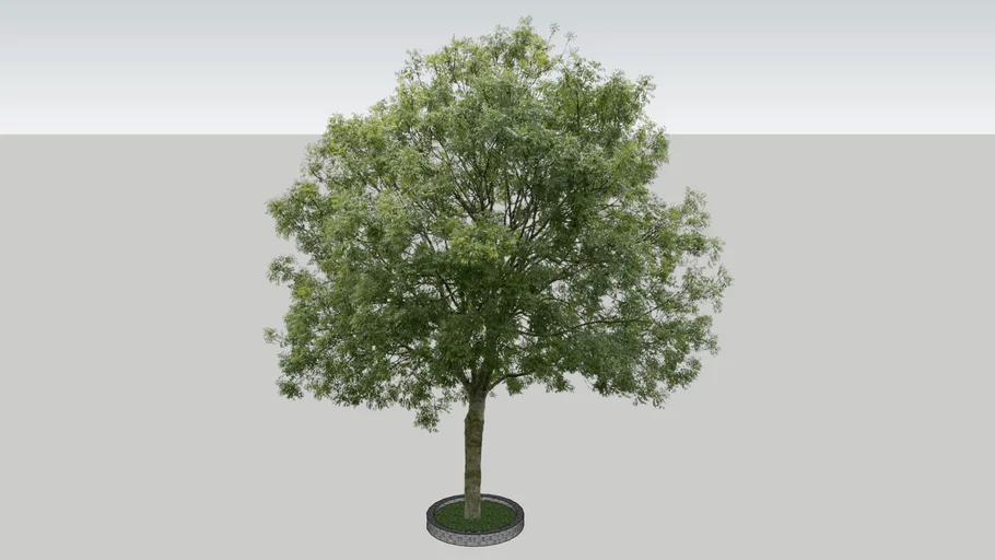 CÂY 2D SIÊU ĐẸP - TREE 2D