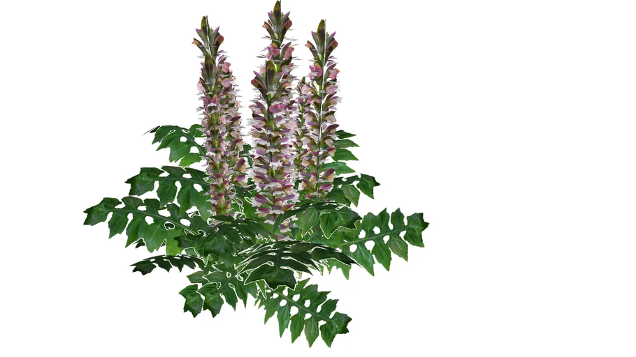 Acanthus hungaricus