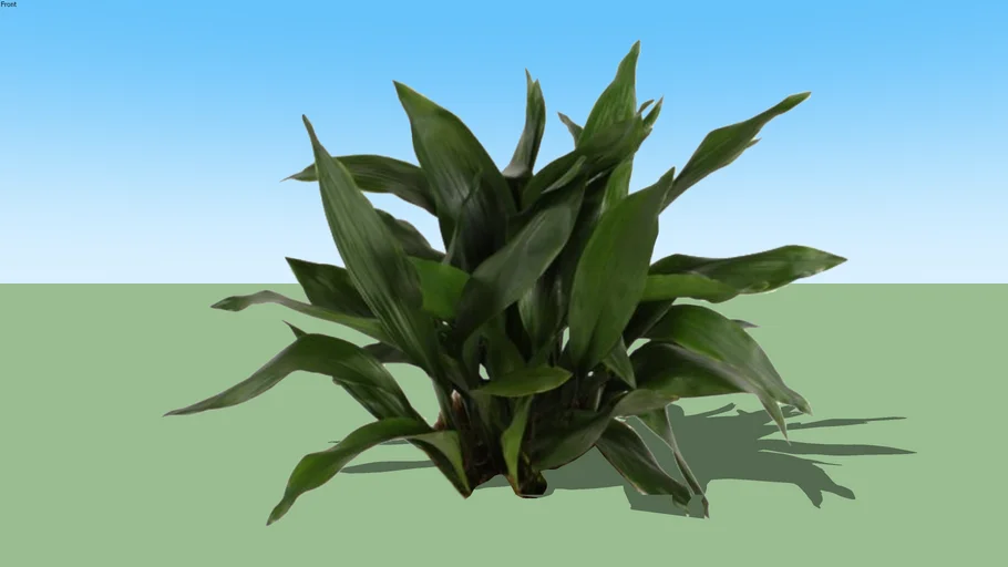 Aspidistra elatior - Cast-iron plant