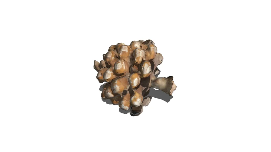 pinecone