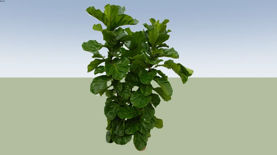 Ficus Lyrata