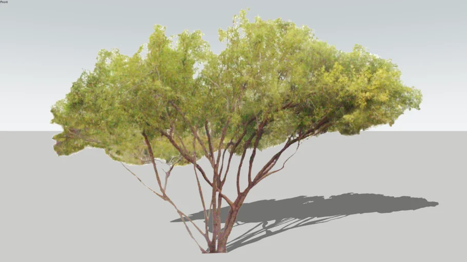Mesquite Tree