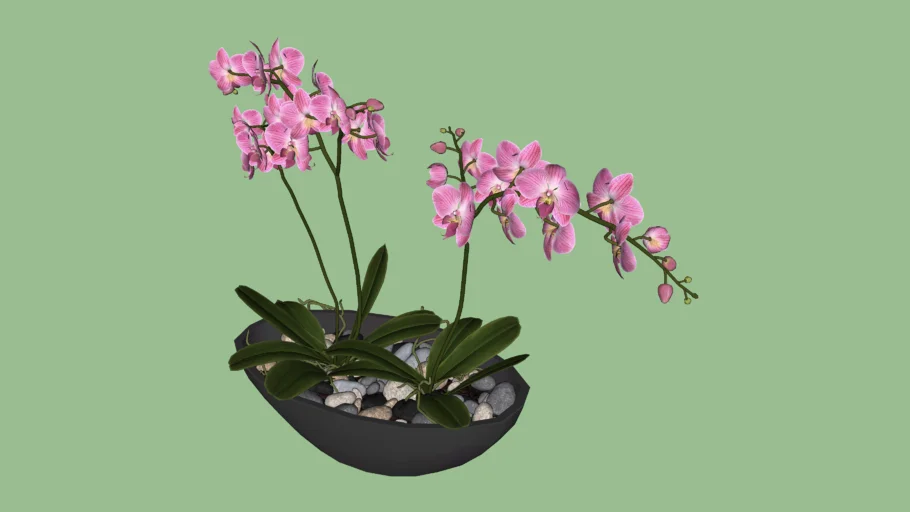 Orchid