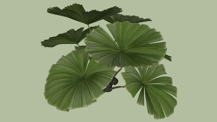 Licuala_ramsayi