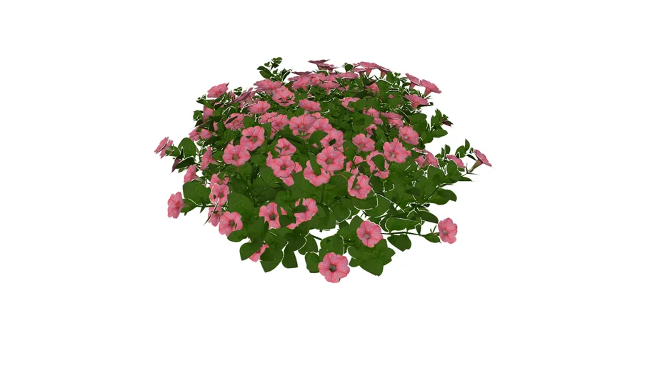 3D Landscape Plant - Petunia hybrid Supertunia Bermuda Beach
