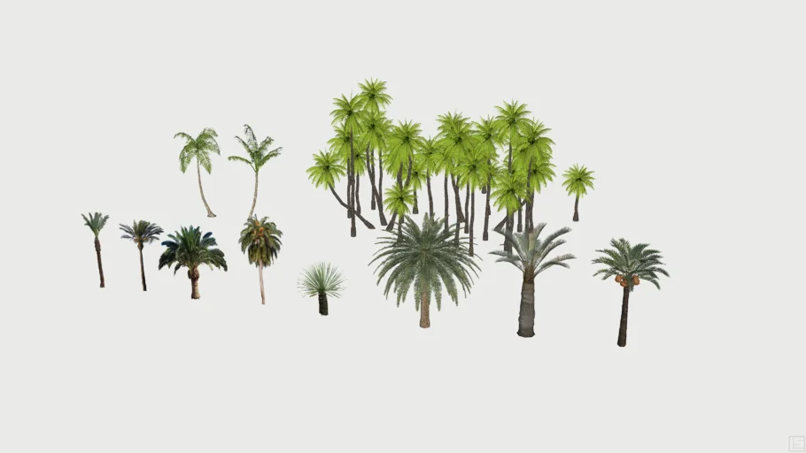 Palms Phoenix Canariensis