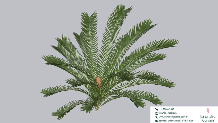 PLANTA PALMEIRA CYCA