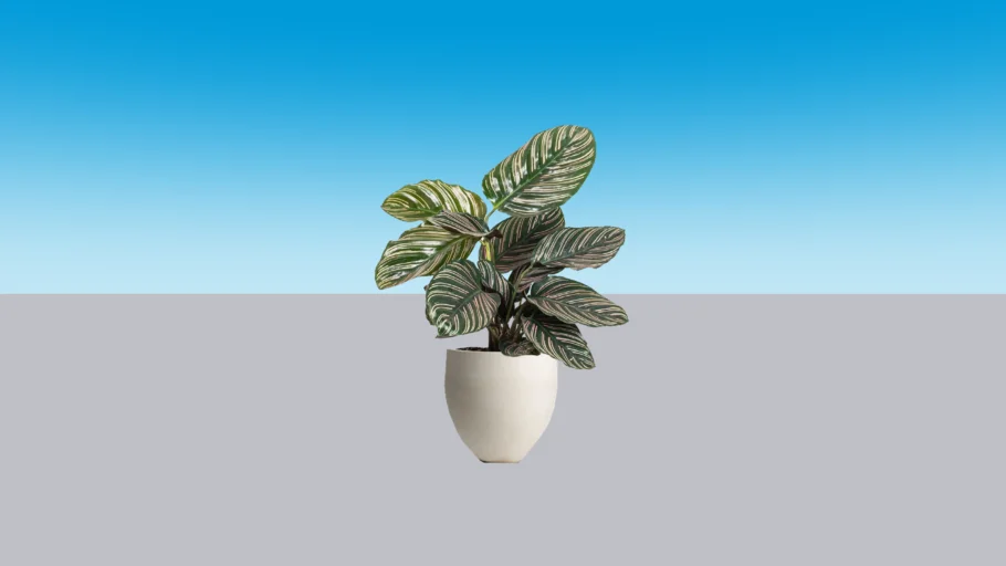 Calathea Ornata