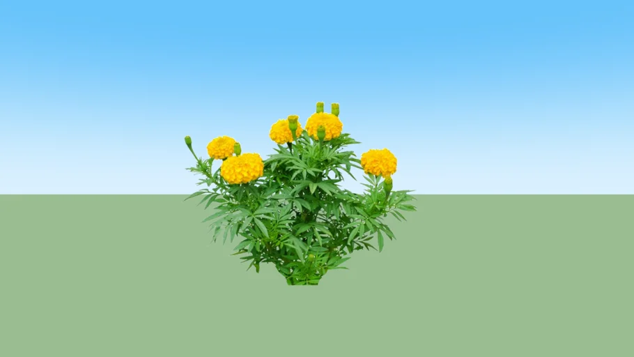 Calendula