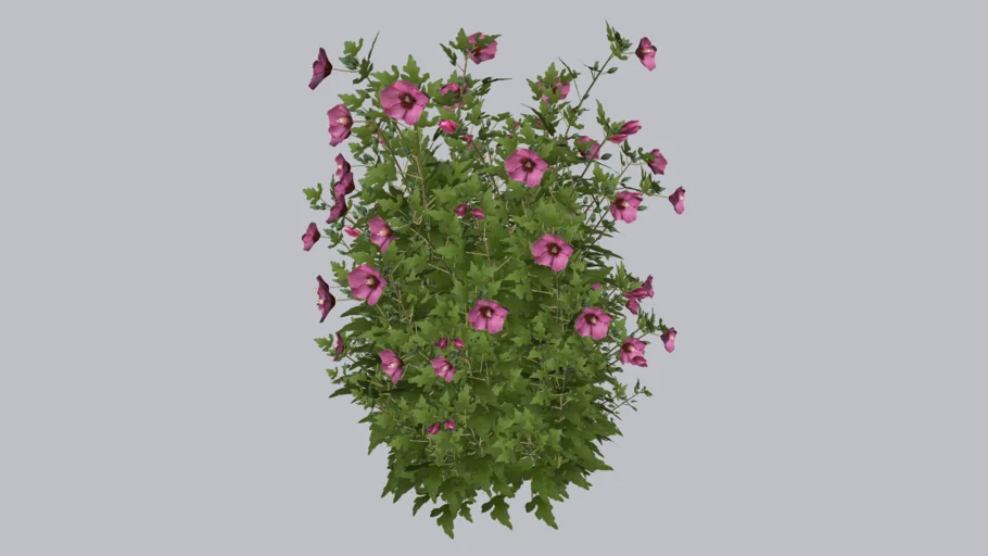 PARAPLU ROUGE™ Rose of Sharon