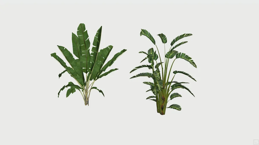 Strelitzia Plants