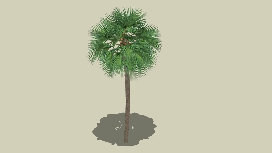 Palm