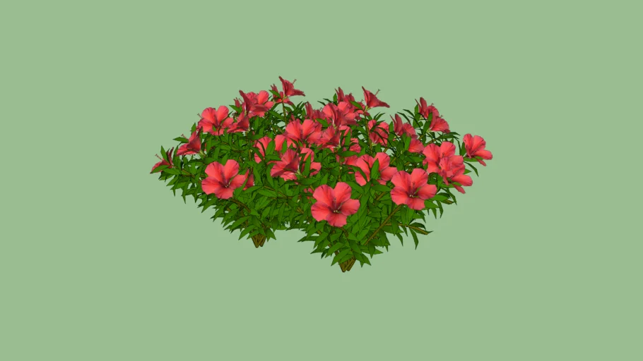 flowers red ixoria