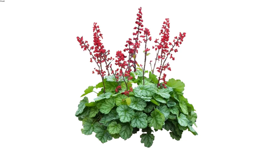 Heuchera sanguinea 'Coral Forest'