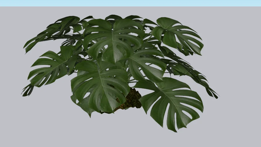 Monstera deliciosa