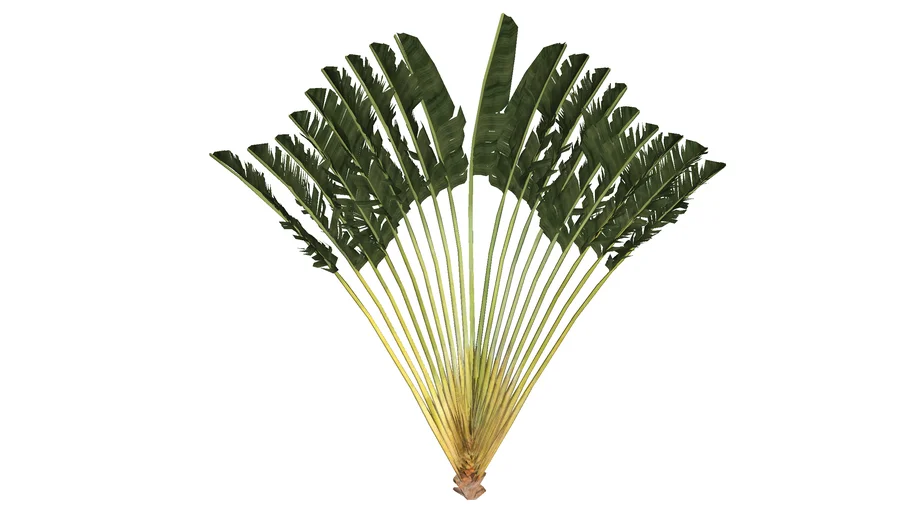 Cây Chuối Cảnh