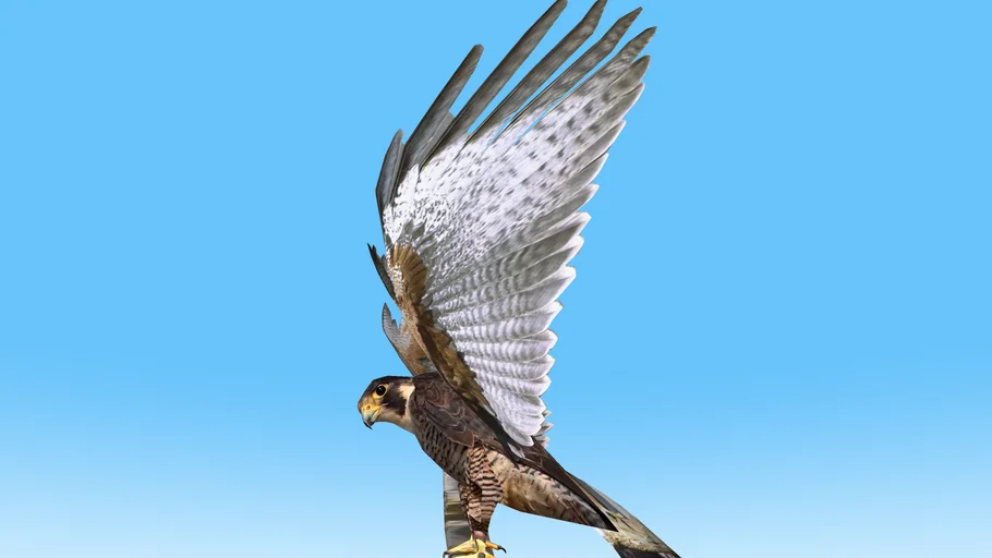 Halcon Peregrino