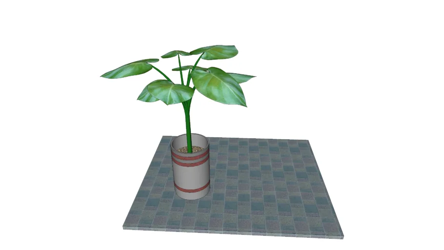 Planta de Ornato Hojas Grandes