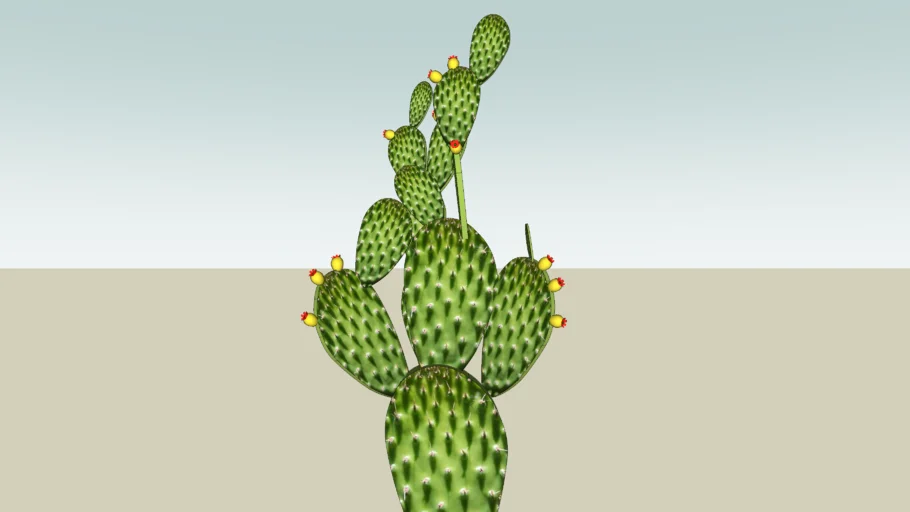nopal