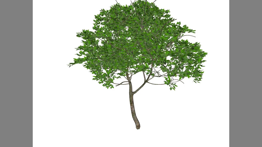 Arbol