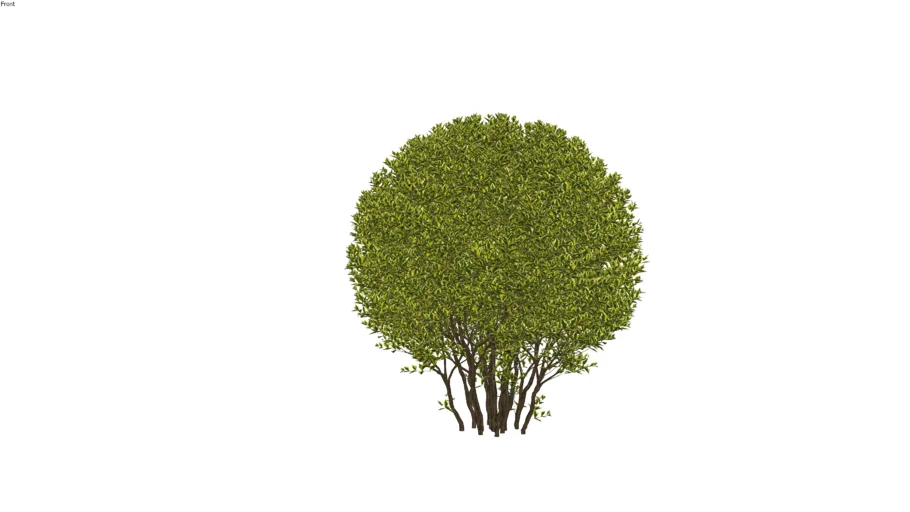 Ligustrum_vulgare_01_06