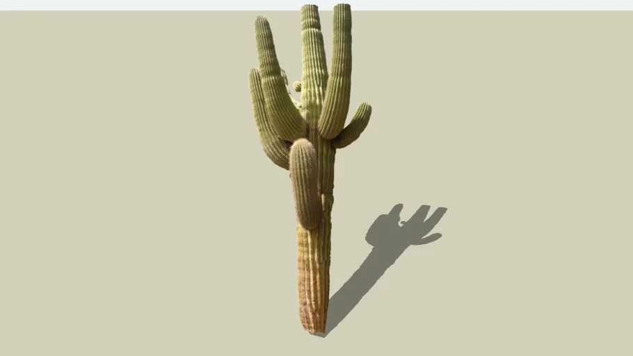 Saguaro Cactus