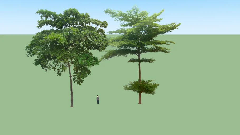 ketapang kencana / Terminalia mantaly