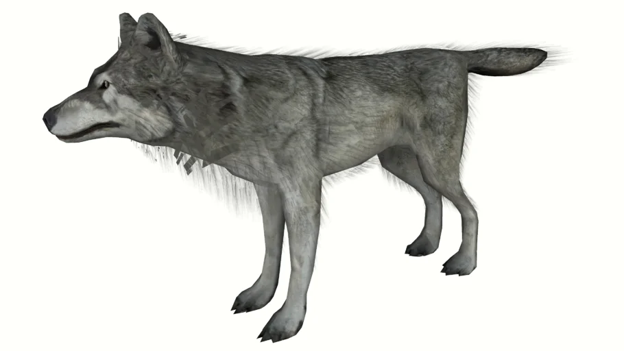 Wolf