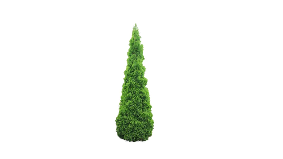 ARBRE