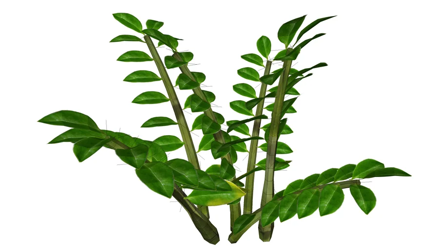 zamioculcas zamiifolia