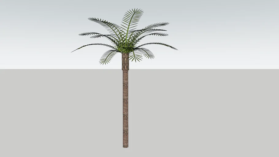phoenix date palm