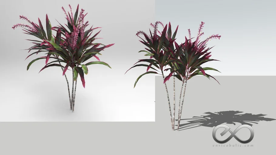 Huyết dụ - Cordyline fruticosa