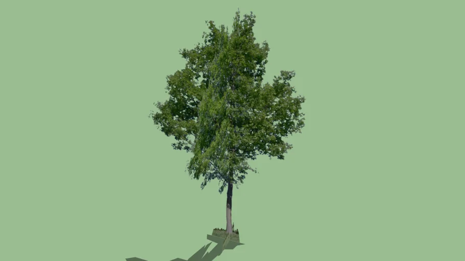 Arbol