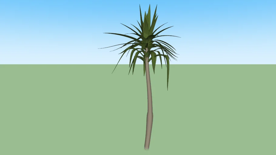 DRACENA ARBOREA
