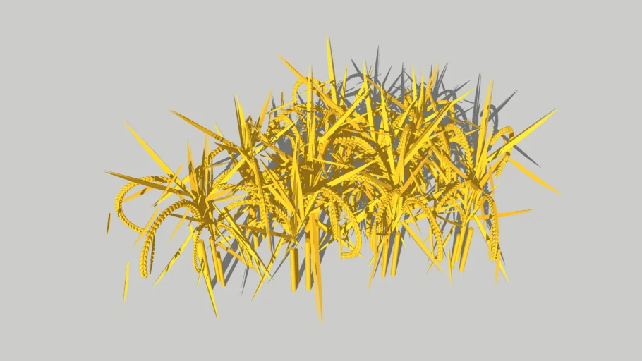 Cây lúa - Asian rice plant - Oryza sativa